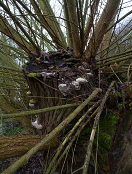 Abundant fruiting on the cut face of a willow coppice stool along the River Great Ouse.